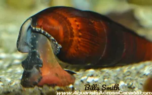 LAVA SNAIL (Faunus ater .Sp)