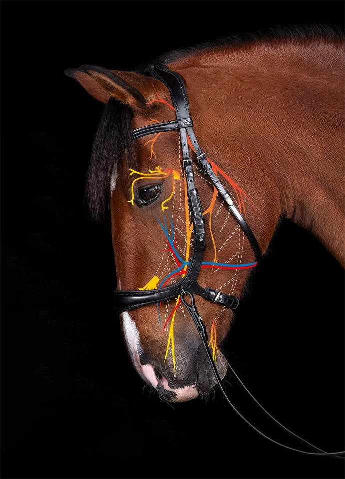 Schockemohle Theta Bridle Black & Silver