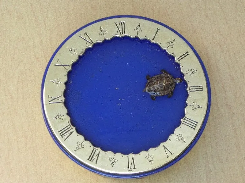 SOLD Gubelin Mystery Floating Turtle Water Clock, Rare, by Charles Hour