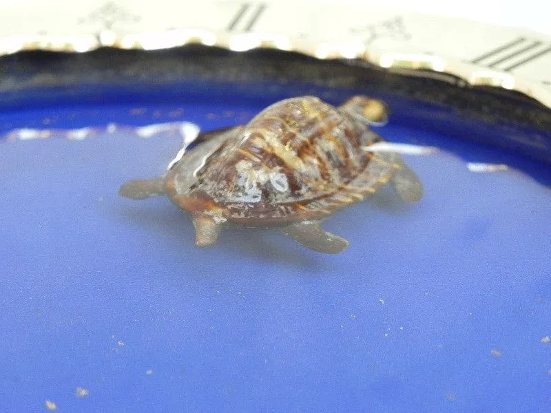 SOLD Gubelin Mystery Floating Turtle Water Clock, Rare, by Charles Hour